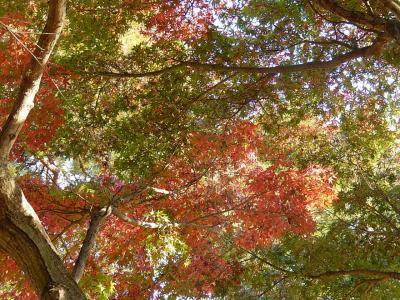 秋が深まった西鶴ケ岡公園‥その②もみじの紅葉が進んだ