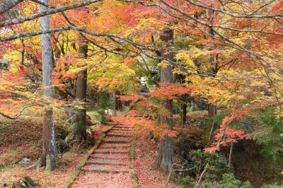 京都府の山寺　ひっそりと静かに燃える紅葉と見事な落ち葉を見に　行ってきました！　（神蔵寺・龍澤寺・龍穏寺・西光寺）