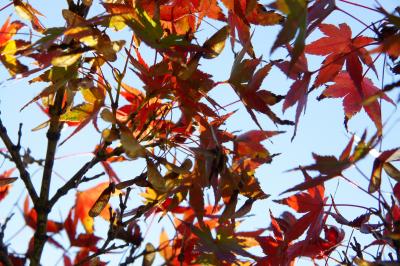 20181123-2 浜離宮庭園 紅葉の季節…の始まりってとこでしょか？