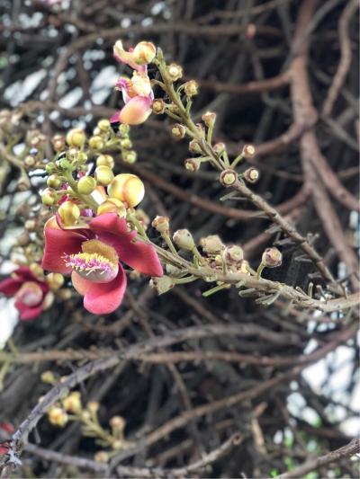 プノンペンの王宮で咲いていた 沙羅の花