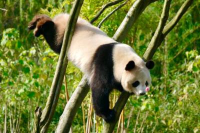 パンダが４匹！　絶好の晴天「長沙生態動物園」