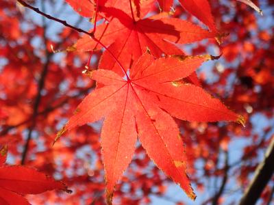 開基1300年の小松寺・紅葉＆ｱｳﾄﾚｯﾄﾊﾟｰｸ木更津