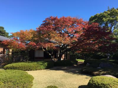 2018年 福岡市内の紅葉を見に気ままにぶらり旅