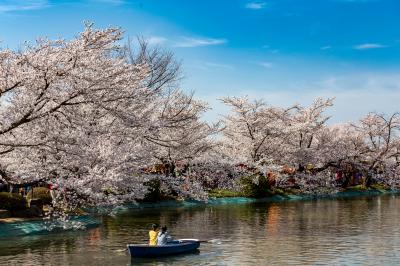 長野/篠ノ井ぐるり旅【4】～竜ヶ池の水面に映る桜～ 日本さくら名所100選【2】臥竜公園【前編】