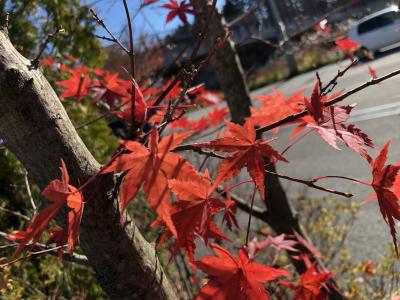 残りの紅葉を求めて軽井沢