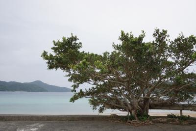 奄美大島ぐるり旅(その2)~島から島へ、心に残る風景を求めて~