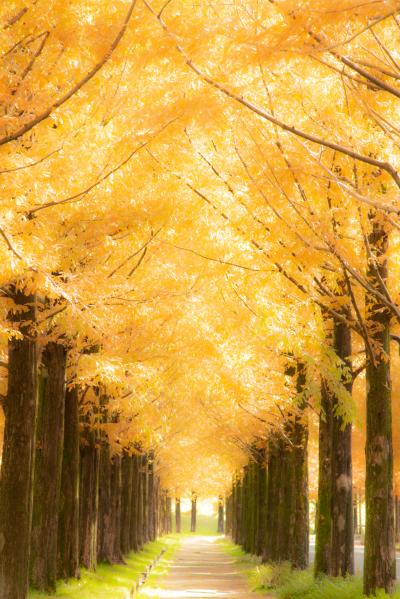 石川　紅葉めぐり～那谷寺、兼六園、玉泉園、メタセコイア並木、鶴仙渓