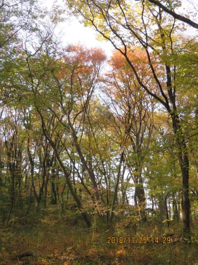 秋らしく紅葉始めた森のさんぽ道を散策しました。