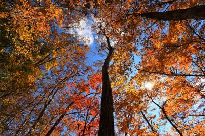 大菩薩～牛ノ寝通り～大マテイ山～小菅の湯　紅葉真っ盛り秋の日帰り登山