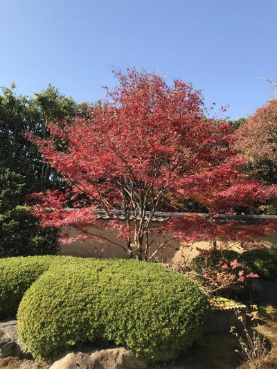 京都、紅葉真っ盛り