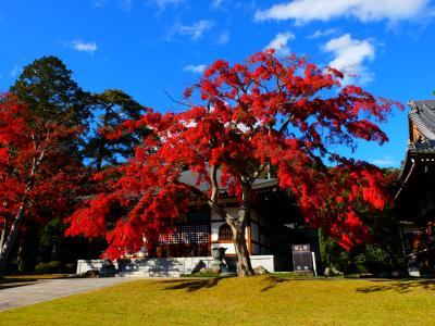 奥武蔵 静寂の能仁寺 秋の終わりに