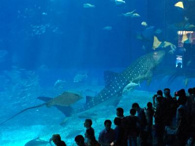 【沖縄観光＆グルメ】美ら海水族館を訪れた後は本部の絶景カフェで美味しいランチ