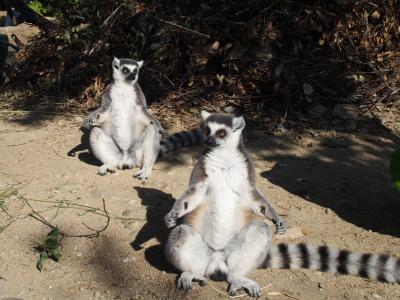 なんとカンガルーを触れる(^O^)／神戸動物王国～最高～(^-^)