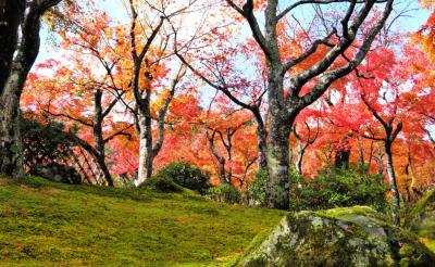 箱根と河口湖の紅葉