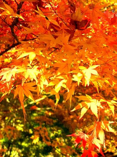 紅葉終盤に低山を狙う　鼻の下伸ばしてたらまさかの道迷い(^◇^;