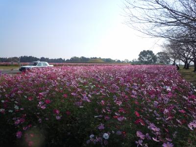 3年ぶりに西都原へコスモスを見に行った