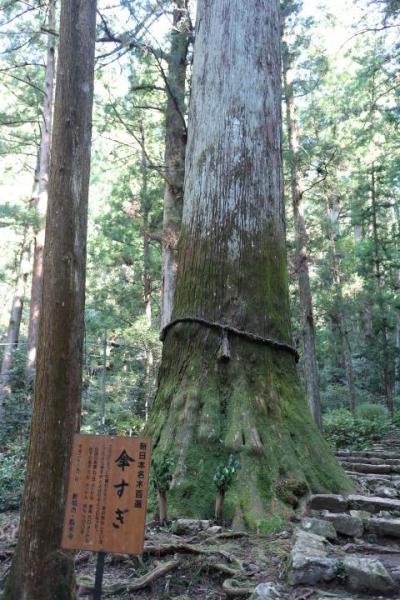 今年も鳳来寺登山