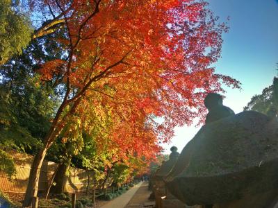 モミジが街へやって来た♪－紅の彩－秋と冬の狭間にて【金鳳山平林寺】