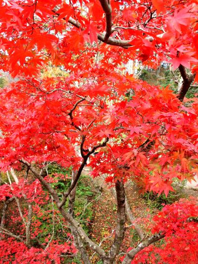 2018 「 越後の秋 (紅葉)」 の旅 ＜ 新潟県長岡市・柏崎市・西蒲原郡 ＞