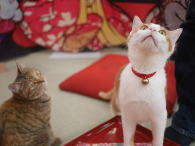 秋の東京、下町さんぽ。「江戸ねこ茶屋」でねこ様をモフモフして来た。