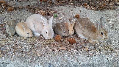 うさぎ島、最高です。