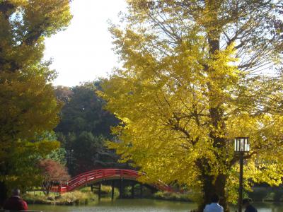 金沢文庫から金沢八景まで歩く 称名寺のいちょうがきれいな黄金色に色づいていました(^▽^)/