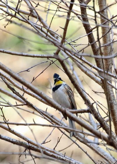 野鳥撮影記録2018年１２月　-　①