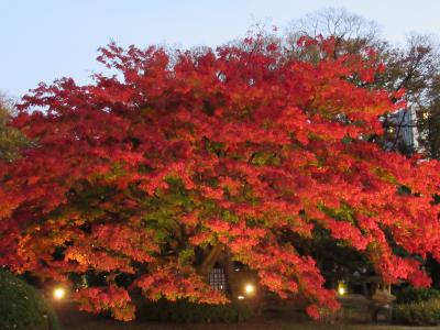 都内の紅葉名所散歩と早大見学　その４「六義園の紅葉 昼と夜」 2018/12/1