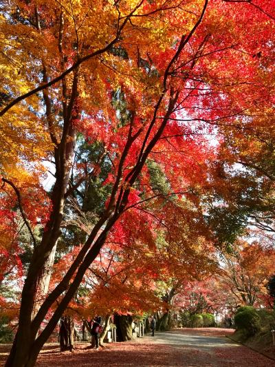 大津へ ～誕生日祝いを兼ね 紅葉と温泉、美味しいもの満喫～