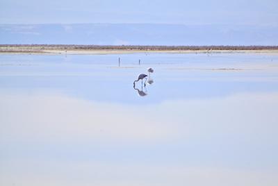 アンデス山脈を越えて、世界最高峰4000m超、天空の砂漠：『アタカマ砂漠』で美しい光景と、薄い空気に、くらくらでへろへろになる旅....#13....アタカマ塩湖、やっと出会えた『フラミンゴ』～（サンペドロ・デ・アタカマ San Pedro de Atacama／チリ）