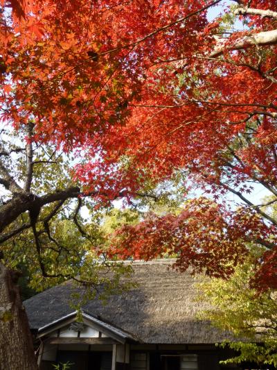 昭和モダ～ンな建物と紅葉満喫 in 小金井公園