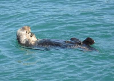 野生のラッコ(Sea Otter)を見に行こう。カリフォルニア モントレー