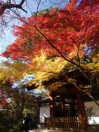 本土寺の紅葉_2018_全体的には進行中ですが、十分に綺麗です（千葉県・松戸市）