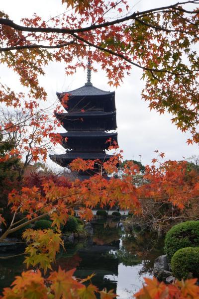 そうだ！京都行こう！！ 見頃を迎えた鷹ヶ峰紅葉めぐり