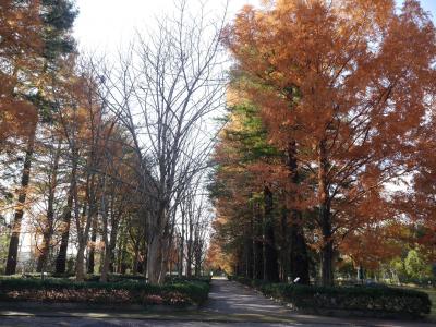 筑波実験植物園の紅葉☆蕎舎☆2018/11/29