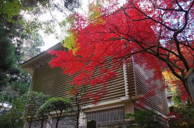 3月に引き続き　陽だまりの丘へ　　　（曹洞宗大雄山　最乗寺で紅葉見物も）