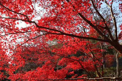 紅葉がふりそそぐ生田緑地