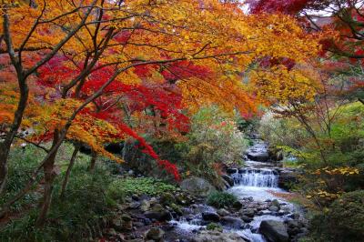 伊豆のＬＡＳＴ紅葉　熱海梅園