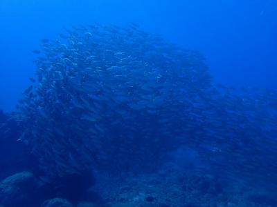 20161207~10サイパン旅行ダイビング潜り倒し!