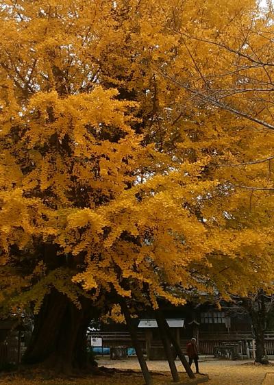 12月3日　茨城県行方市　西蓮寺の大銀杏