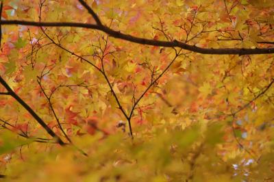 絶賛紅葉中の竜田川公園＠2018