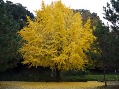 飛鳥時代と奈良時代を巡る 5泊6日のひとり旅【2日目 明日香村①-02】