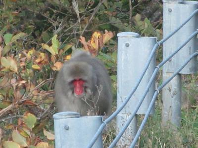 紅葉探し-3【青森（下北半島・Shimokita peninsula）編】