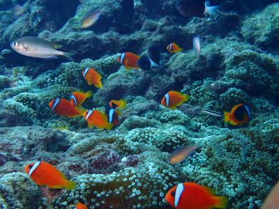 北風ぴゅーぴゅーの沖縄(前編)