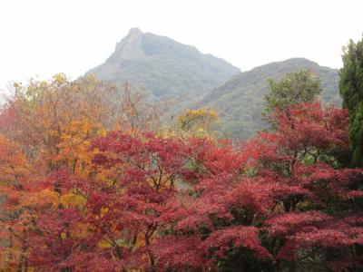 有田町・季節の花便り