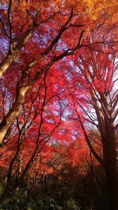 ●２０１６年・鎌倉ハイキング、獅子舞から覚園寺へ