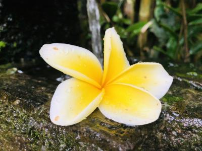 《1日目》｢食べて、spaして、また食べて｣  Bali,Ubud 2018 