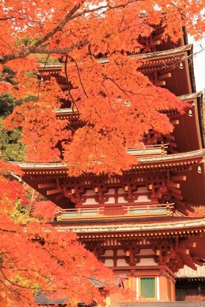 大和の国長谷寺はぼたんだけじゃなかった！錦のつづれ織りのような紅葉に陶酔♪＆奈良公園の鹿と遊ぶ♪