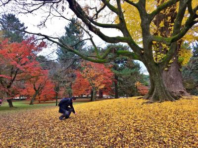 京都で紅葉を静かにゆっくり楽しめる場所