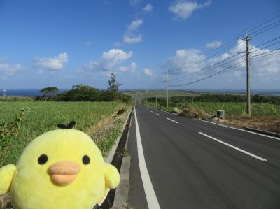 鹿児島県　喜界島 を たびするトリ